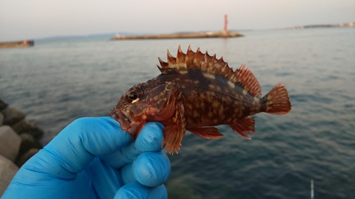 カサゴの釣果