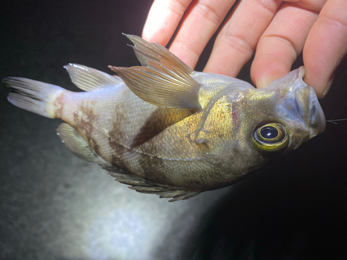 シロメバルの釣果