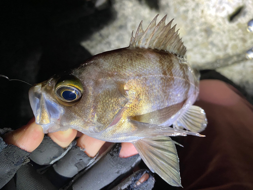 シロメバルの釣果