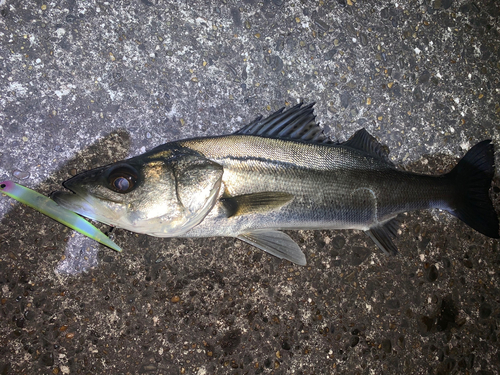 フッコ（マルスズキ）の釣果