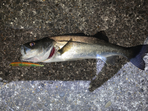 フッコ（マルスズキ）の釣果