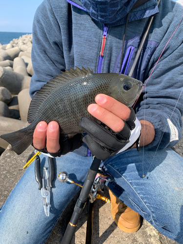 メジナの釣果