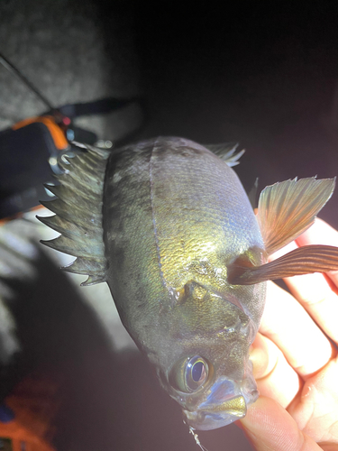 クロメバルの釣果