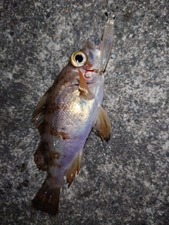 メバルの釣果