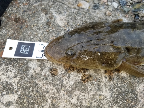 マゴチの釣果