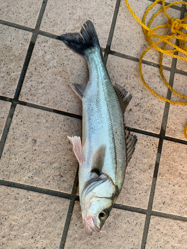 セイゴ（タイリクスズキ）の釣果