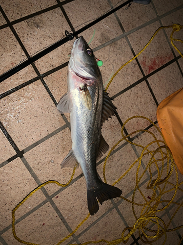 セイゴ（タイリクスズキ）の釣果