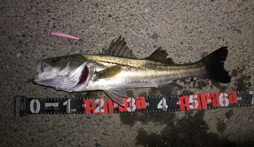 シーバスの釣果