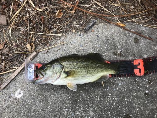 ブラックバスの釣果