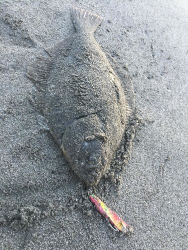 カレイの釣果