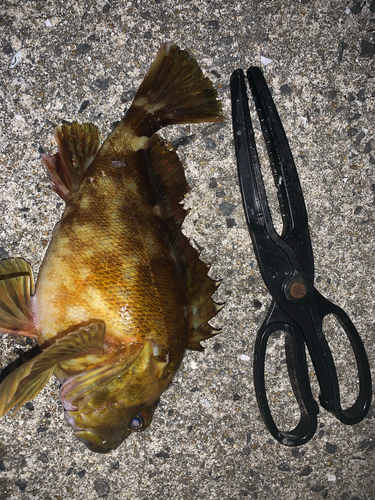 アラカブの釣果