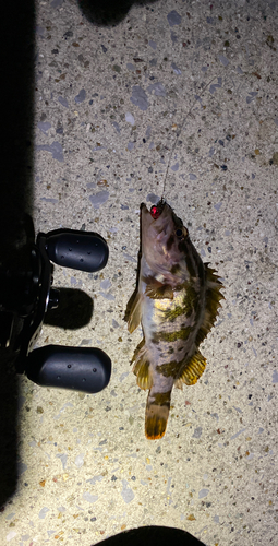 タケノコメバルの釣果