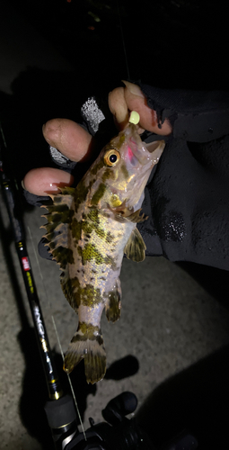 タケノコメバルの釣果