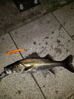 フッコ（マルスズキ）の釣果