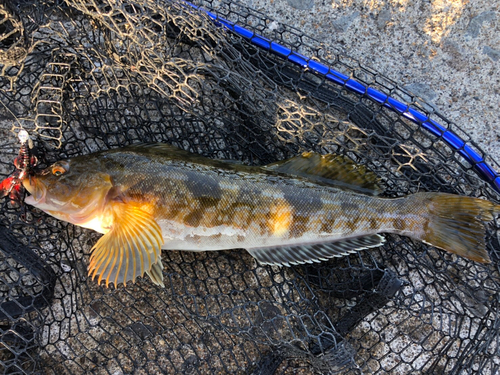 アイナメの釣果