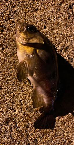 メバルの釣果