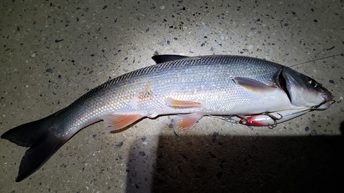 ウグイの釣果