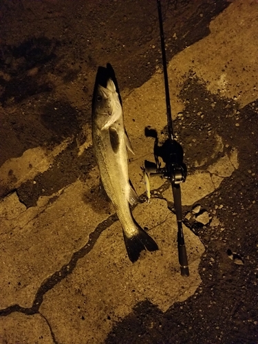 スズキの釣果