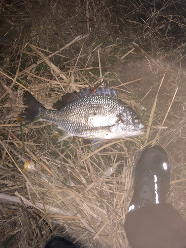 キビレの釣果