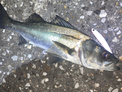 フッコ（マルスズキ）の釣果