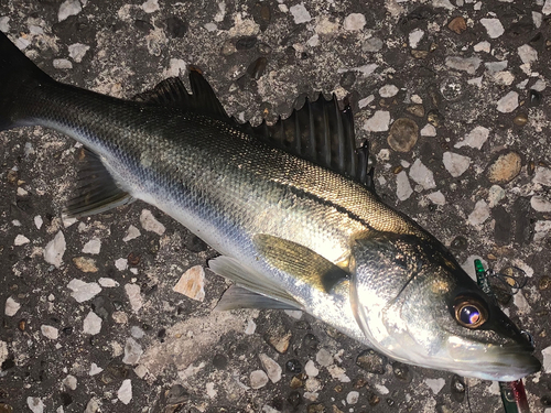 フッコ（マルスズキ）の釣果