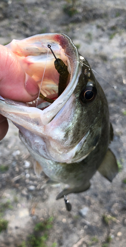 ブラックバスの釣果