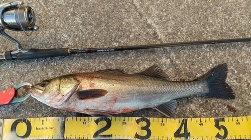 シーバスの釣果