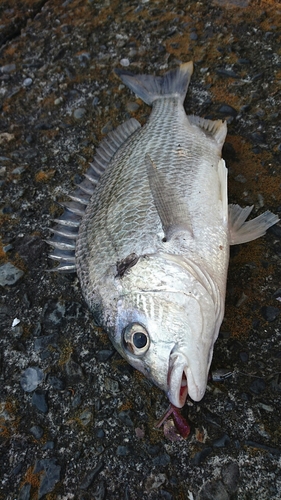 キビレの釣果