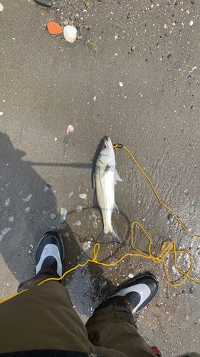 フッコ（マルスズキ）の釣果