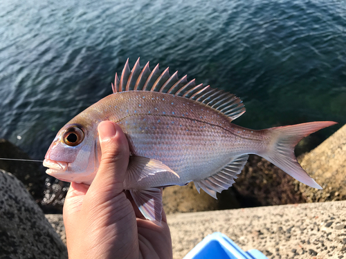 マダイの釣果