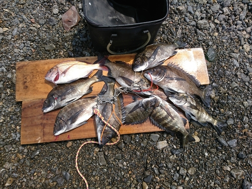 クロダイの釣果