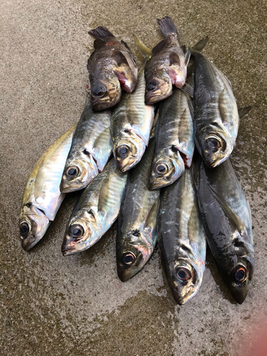 アジの釣果