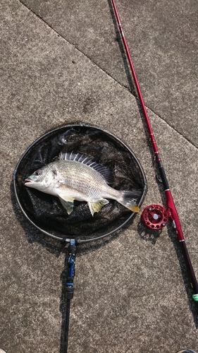 キチヌの釣果