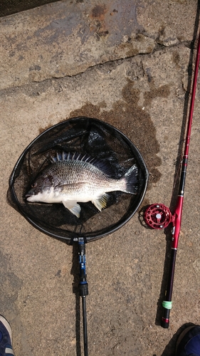 キチヌの釣果