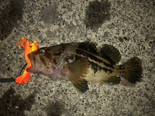 シマゾイの釣果