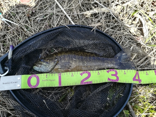 スモールマウスバスの釣果