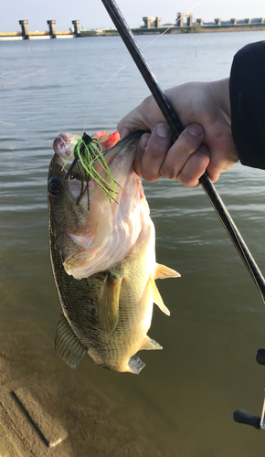 ラージマウスバスの釣果