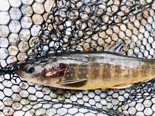 ヤマトイワナの釣果