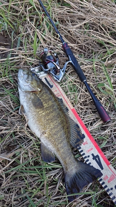 スモールマウスバスの釣果