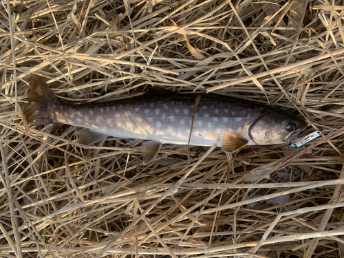 アメマスの釣果