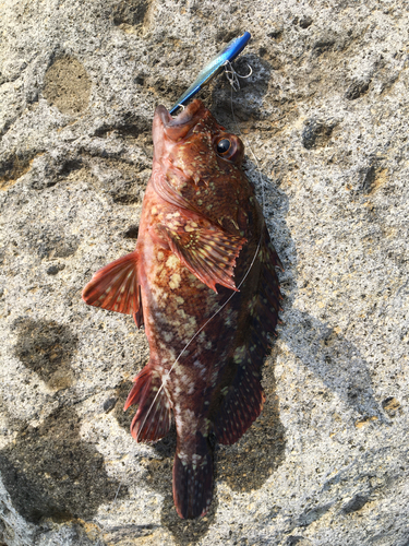 カサゴの釣果