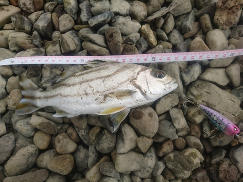 コトヒキの釣果