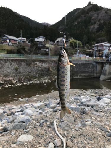 ヤマメの釣果