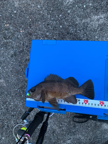 クロメバルの釣果