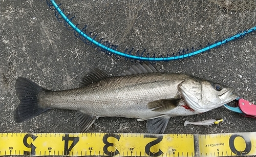 シーバスの釣果