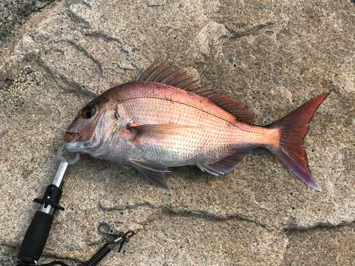 タイの釣果