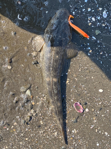 マゴチの釣果