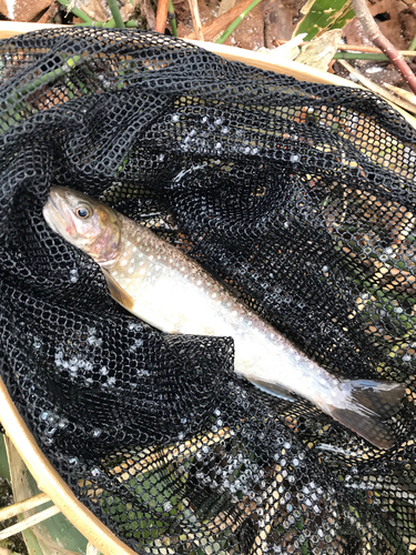 イワナの釣果