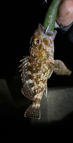 カサゴの釣果