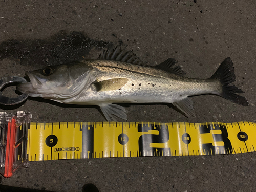 シーバスの釣果